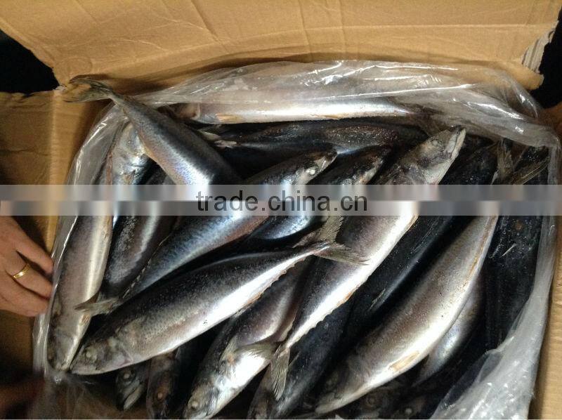 frozen blue mackerel for canning seafood