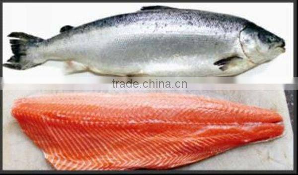 Import products salmon fillet fresh frozen