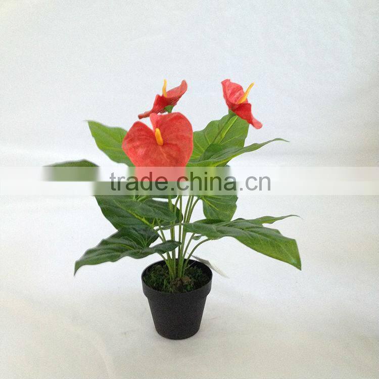 wholesale small table anthurium plant