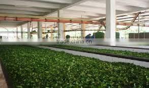 High quality green tea