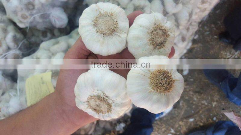 Wholesale Garlic Pure White garlic