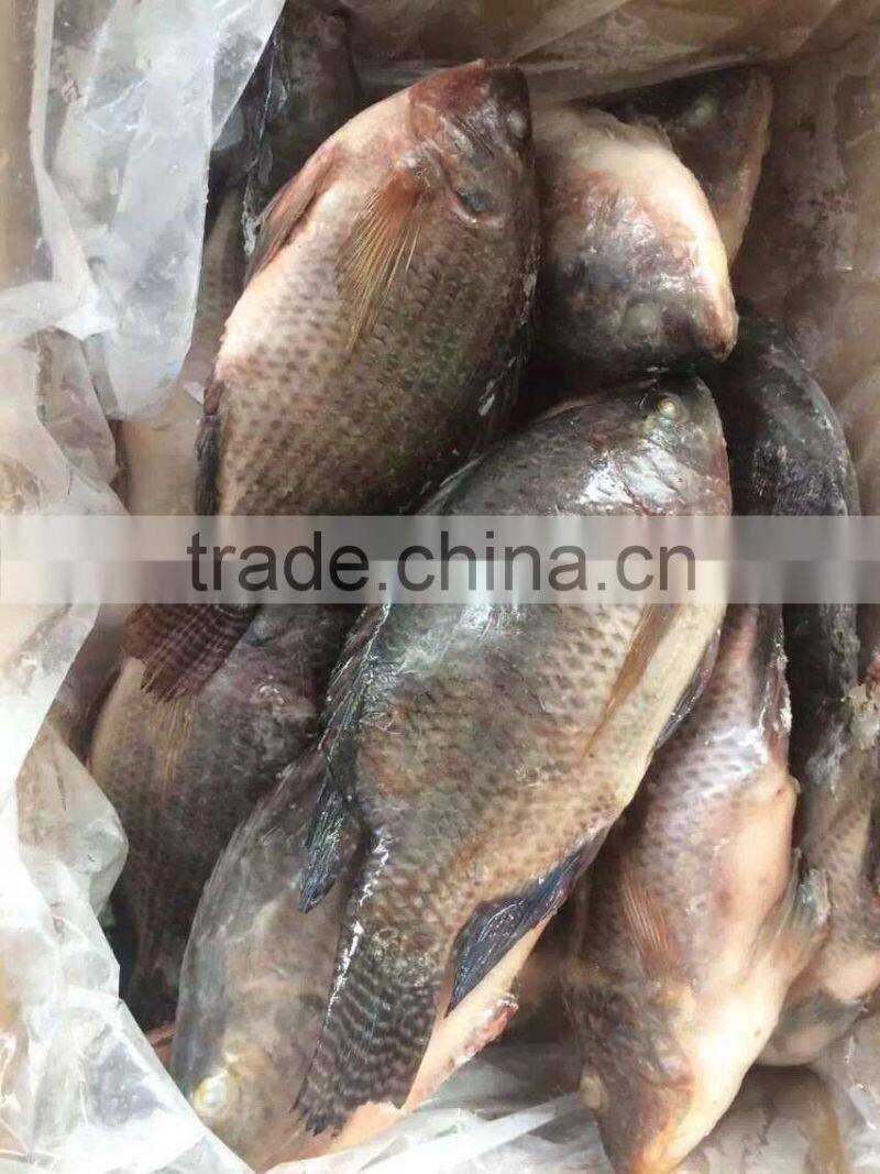 Quality Sea Fish from China- Frozen Tilapia fish