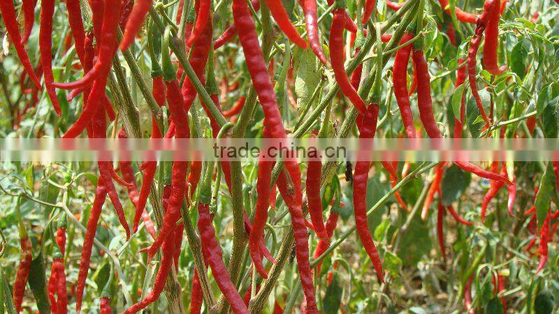 HOT SPICY RED CHILI EXPORTER