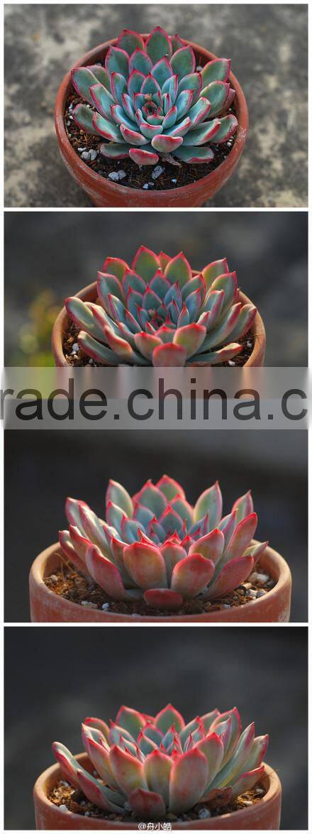 Echeveria pulidonis of succulent plants