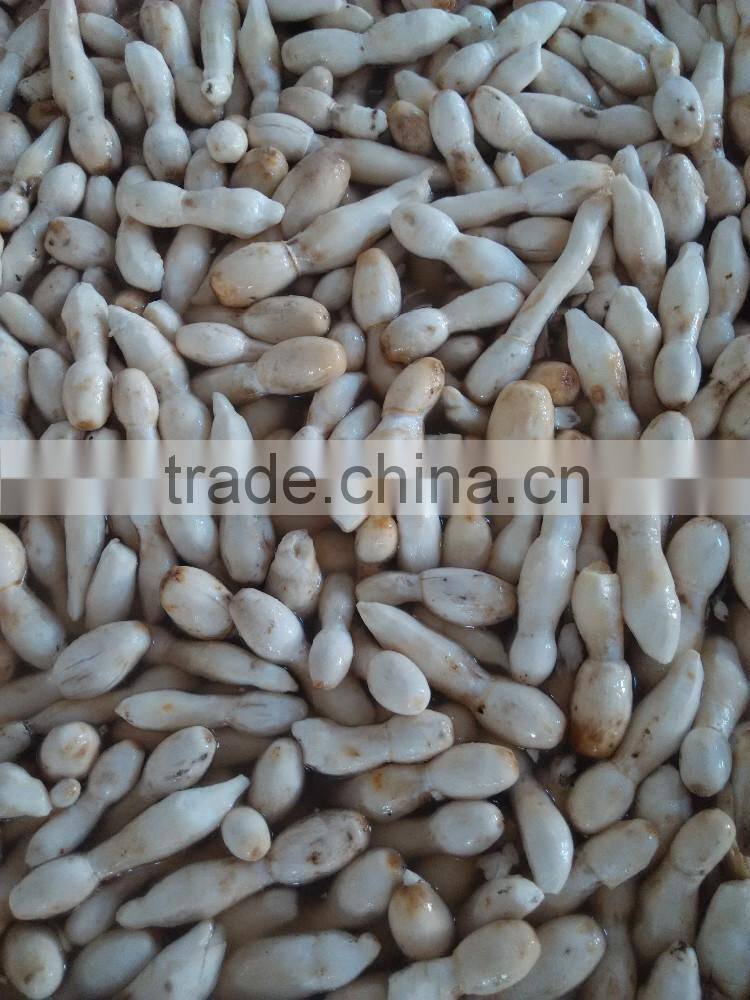 hot sales canned drumstick mushroom