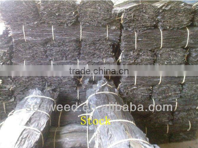 Dried konbu /kelp/Laminaria japonica