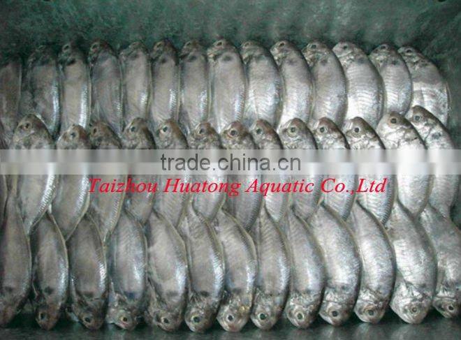 Frozen Silver Pomfret