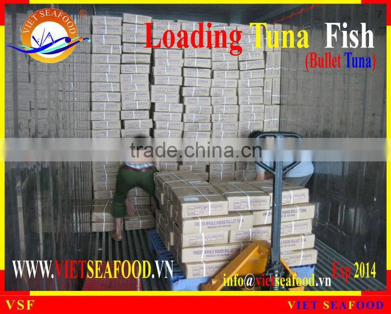 LOADING WHOLE ROUND BULLET TUNA