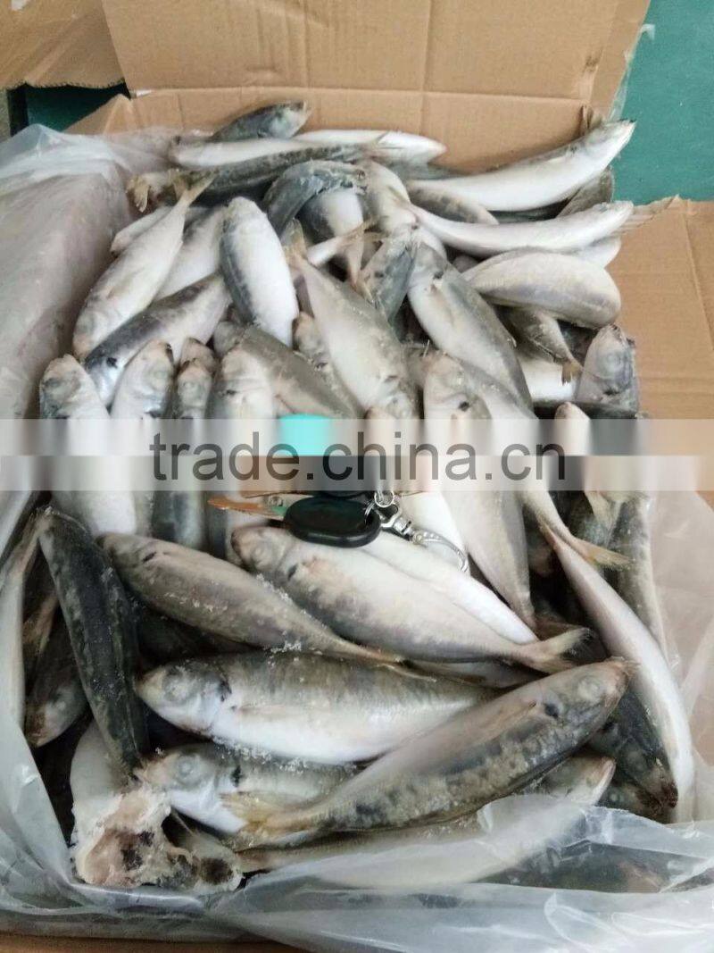 BQF 120/140 Frozen round scad/frozen horse mackerel
