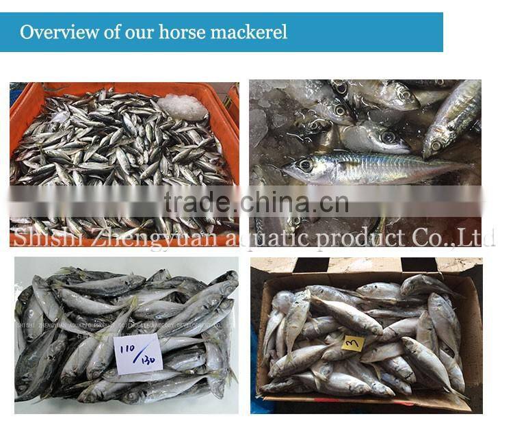 New caught fresh whole round frozen horse mackerel with competitive price