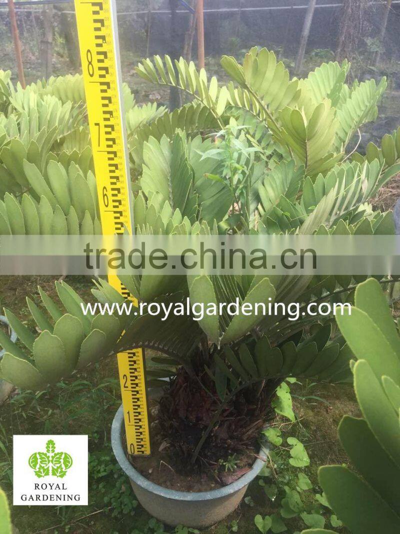 Zamia furfuracea dia 10-30cm Wholesale