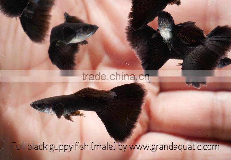 Full black guppy for Freshwater Aquarium fish export company from Thailand