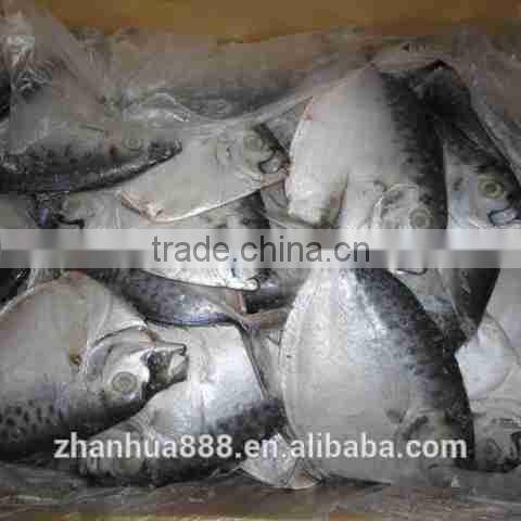 import export seafood fish frozen moonfish whole round