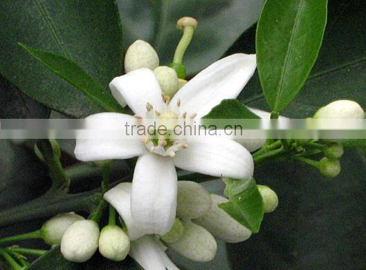 increasing circulation and heal thread vein scars soothing Orange Blossom neroli oil