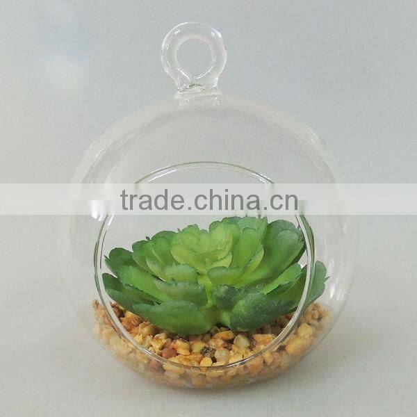 round glass cup succulent for decoration