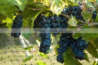PP anti-bird net(professional factory,reasonable price with high quality)