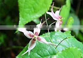 BNP Provides Penis Herbal Medicine Horny Goat weed Extract Powder