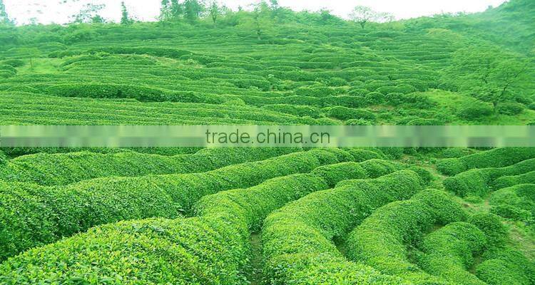 Organic Matcha Green Tea OEM