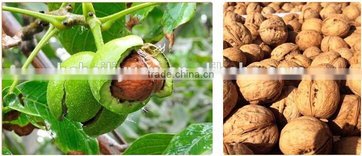 2015 new crop dried thin shell Xinjiang origin walnut in shell