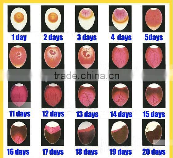 poultry bird egg fully automatic coal dual incubators 176 chicken egg incubator for sale