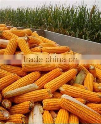 dependable performance mini peeling machine for corn on sale