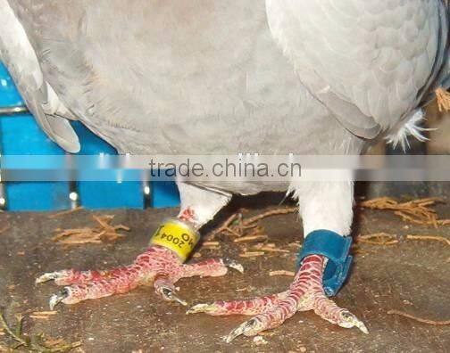 Animal Ring Tag and Pigeon's Foot ring