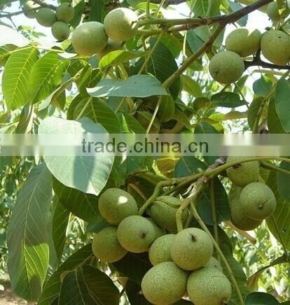 2016 New Type & Hot Sale Mutifunction Nut Peeling Machine