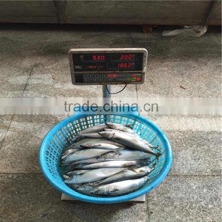 Chub mackerel frozen whole frozen mackerel bait for sale