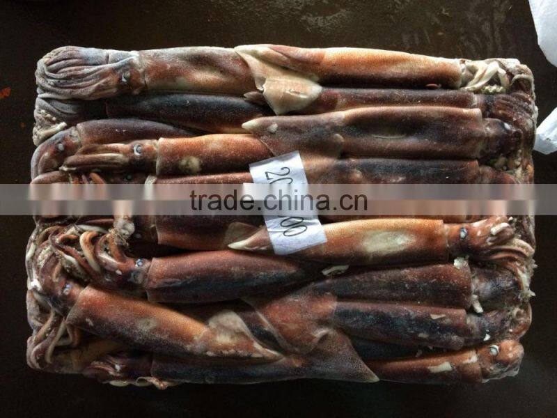frozen argentina squid for fish bait