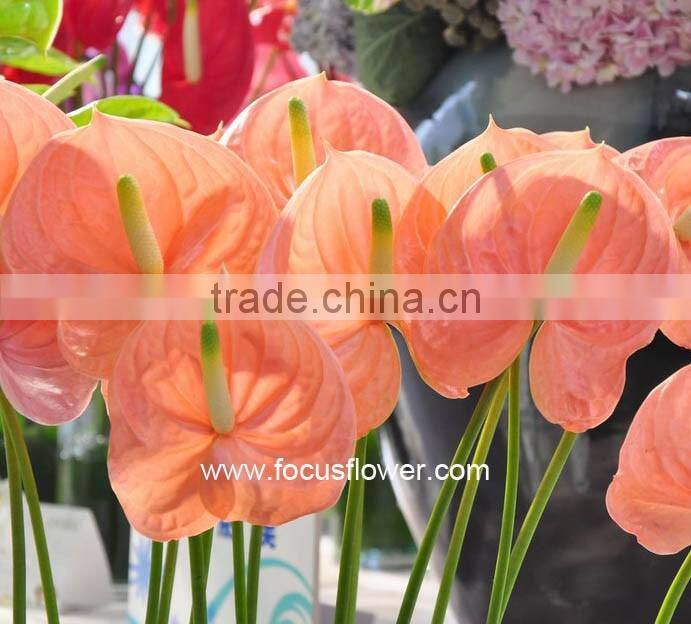 Best Anthurium Price Fresh Flower Hot Sale Anthuriums Plants From Wholesale Trading Companies