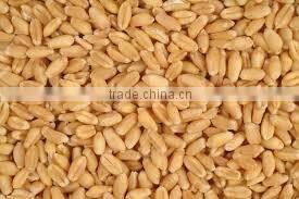 Feed Wheat Grade 3