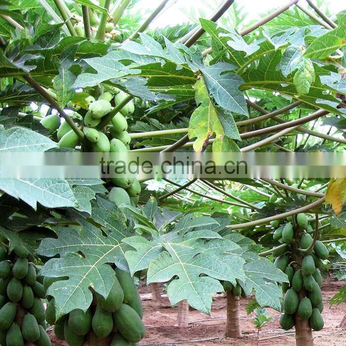 Papaya tree seedling