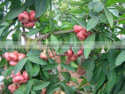 Syzygium Samarangense Tree Seedlings, Java Apple, Semarang Rose-apple, Wax Jambu