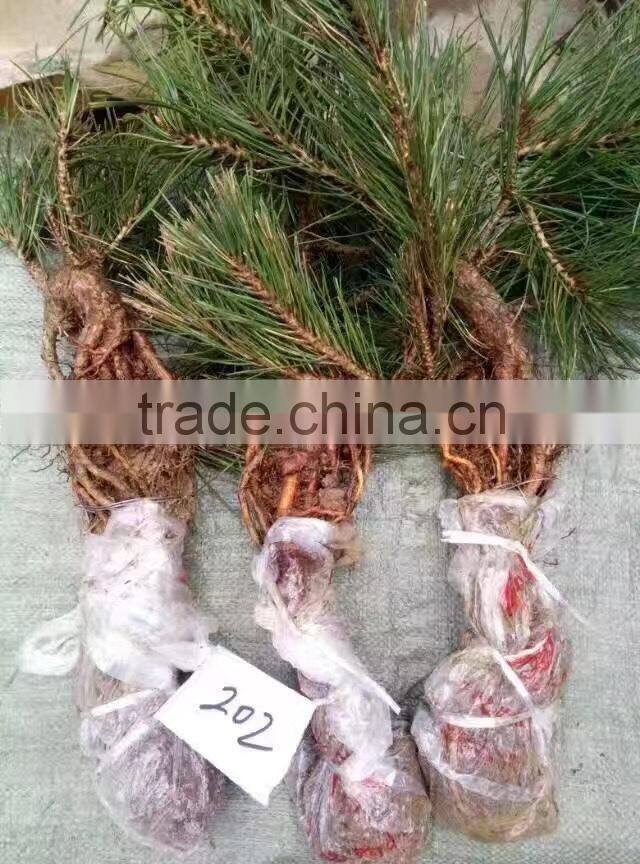 Pinus Thunbergii Parl. Black Pine Seedlings