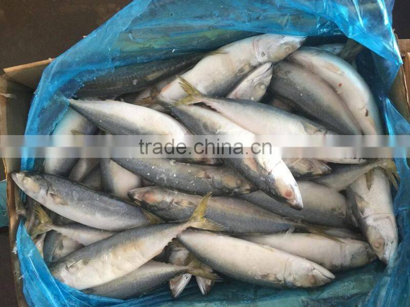 Land frozen fresh BQF size 100-200g pacific mackerel ( scomber japonicus )