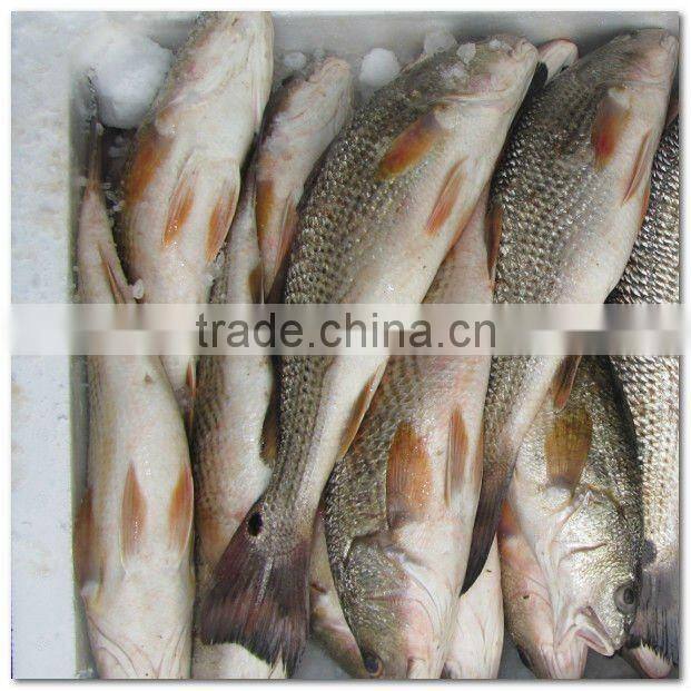 Frozen fresh whole red drum