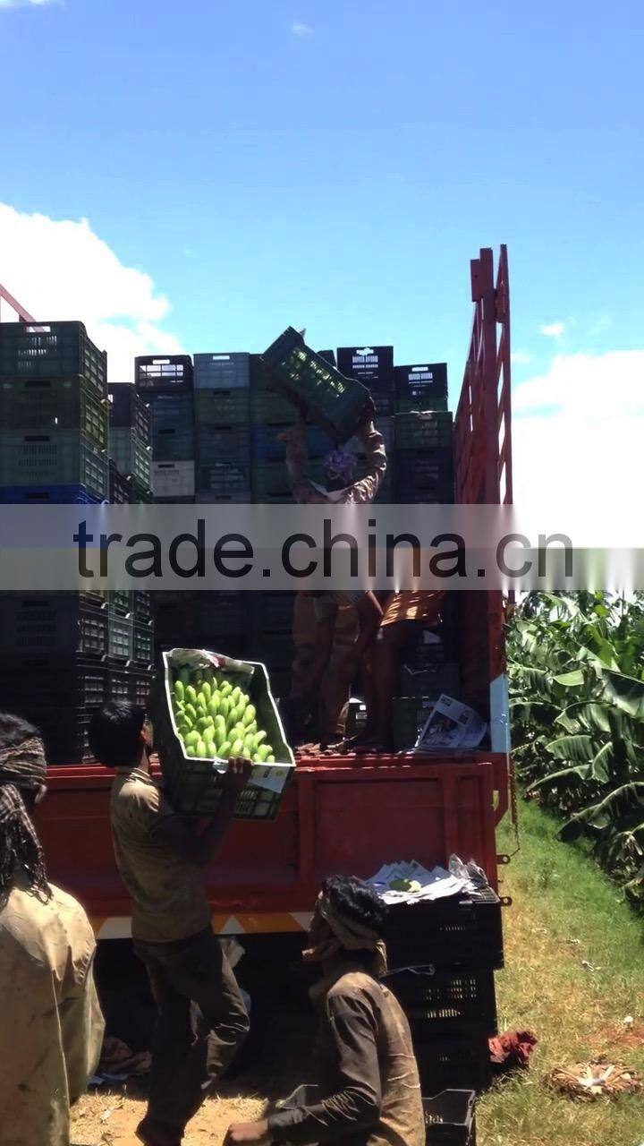 Cavendish Banana market prices - Oman market