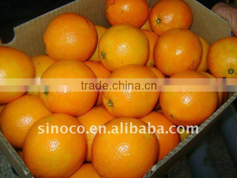 Hot Sale Navel Orange