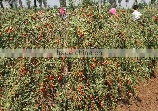 Nutrious Ningxia Wolfberry on Sale