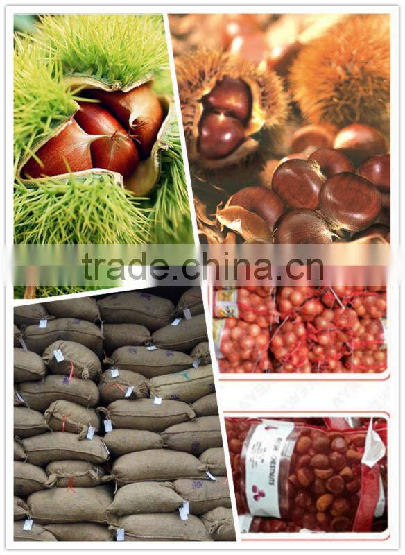 2015 new corp hot sale sweet organic and common fresh chestnuts 30/40 40/60