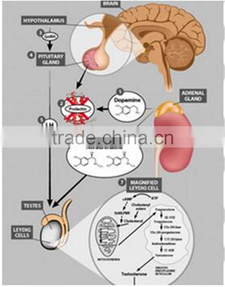 Velvet Bean Seeds Extract L-dopa for health care product
