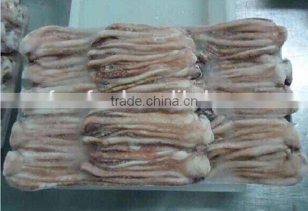 Illex squid tentacle