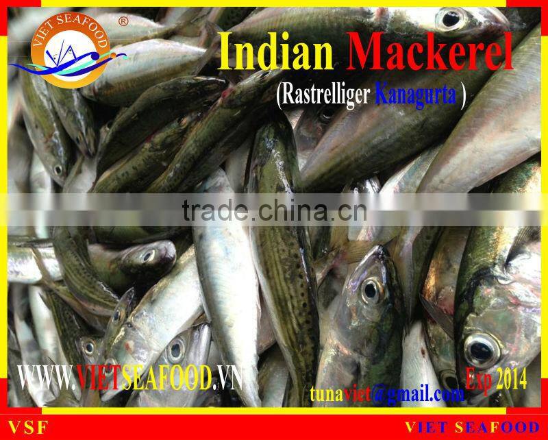 FROZEN W/R INDIAN MACKEREL