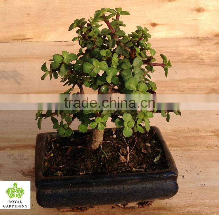 Portulacaria afra bonsai ( Jade plant)