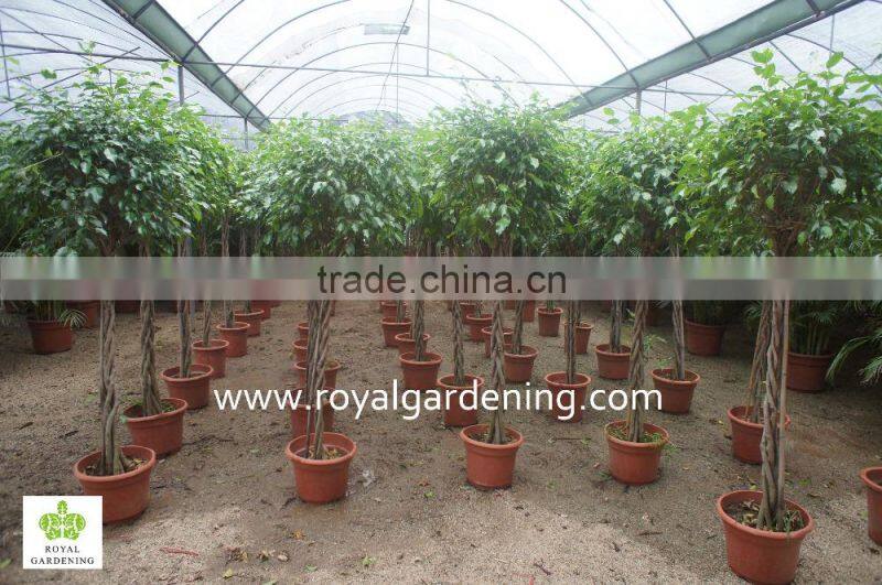 Ficus benjamina five braid shape