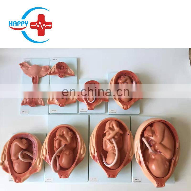 HC-S345 Advanced vivid Embryo Development Process Model/Fetus Development Model for teaching