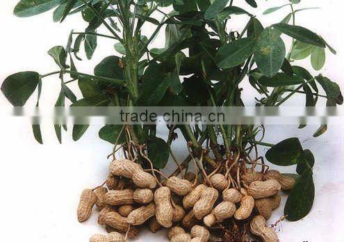 Raw Shelled Peanut