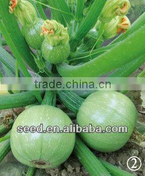 Green Pearl2 round shape green summer squash seeds