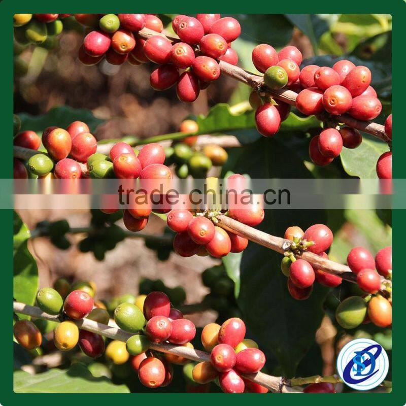 Arabica Green Coffee Beans for wholesale
