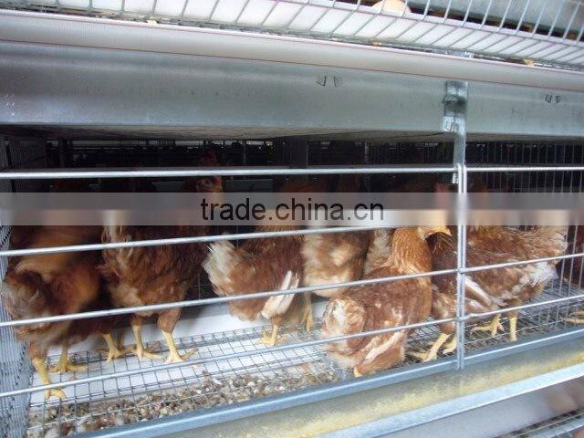 chicken farm building broiler poultry farm house design chicken breeding cage for kenya farms house
